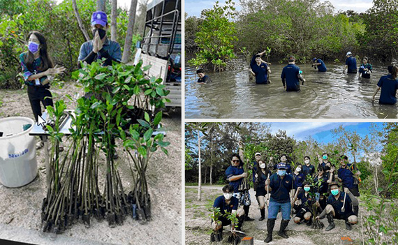 Kampaň na výsadbu mangrovníků v Thajsku