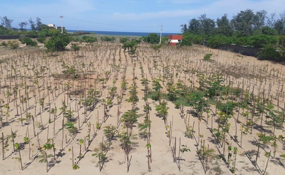 3 000 stromů vysazených ve městě Mahabalipuram ve svazovém státě Tamil Nadu