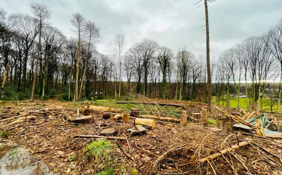 Poškozená lesní oblast v městské části Herrenstrunden